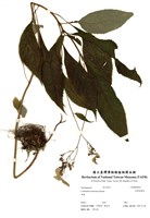 藏品(臺灣草紫陽花)的圖片